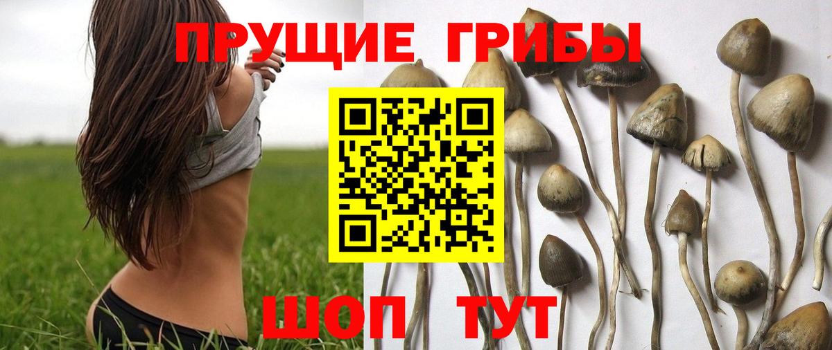 Псилоцибиновые грибы Psilocybine cubensis Соль-Илецк
